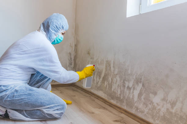 Licensed Black Mold Remediation service in Akron, NY - Mold Remediation HQ